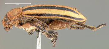 Media type: image;   Entomology 18752 Aspect: habitus lateral view